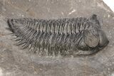 Coltraneia Trilobite Fossil - Huge Faceted Eyes #216506-2